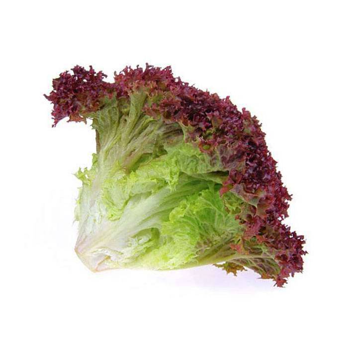 PF LETTUCE LOLLO ROSSA PER PIECES