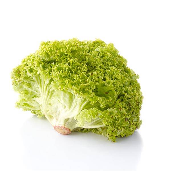 PF LETTUCE LOLLO BIANDO PER PIECES
