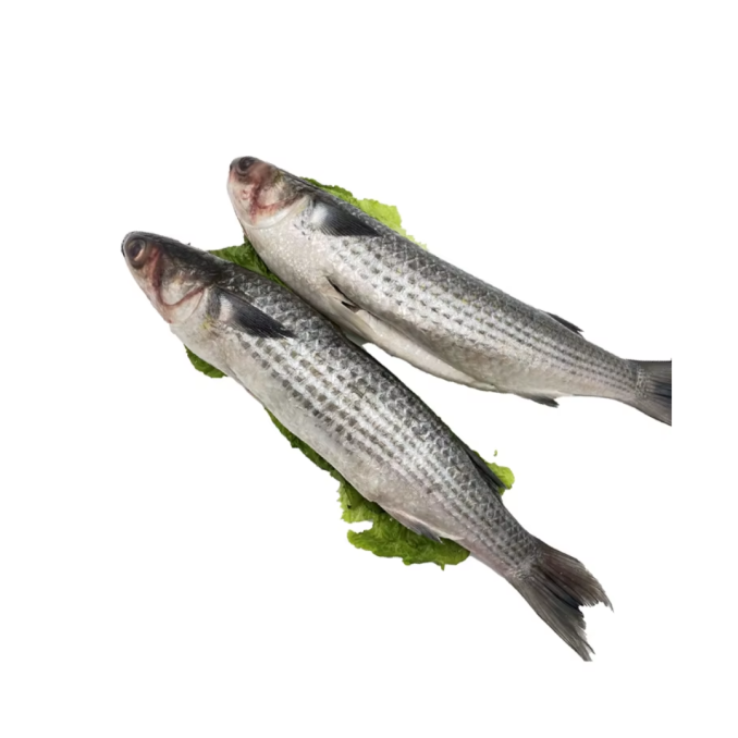 Mullet Whole Gutted (1.500kg----2kg)