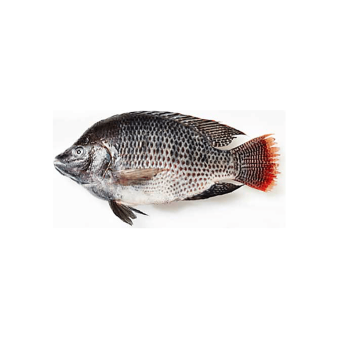Whole Fish Tilapia 1kg........upto 1.5kg