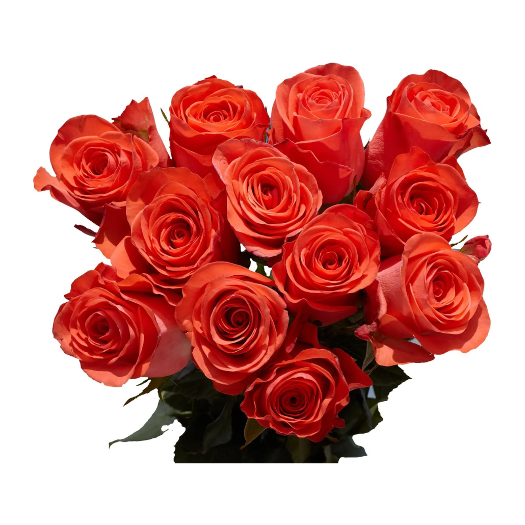 FRESH ROSE FLOWERS 20PCS/BUNCH
