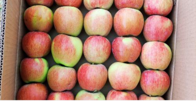 Red apples stray (30pcs)