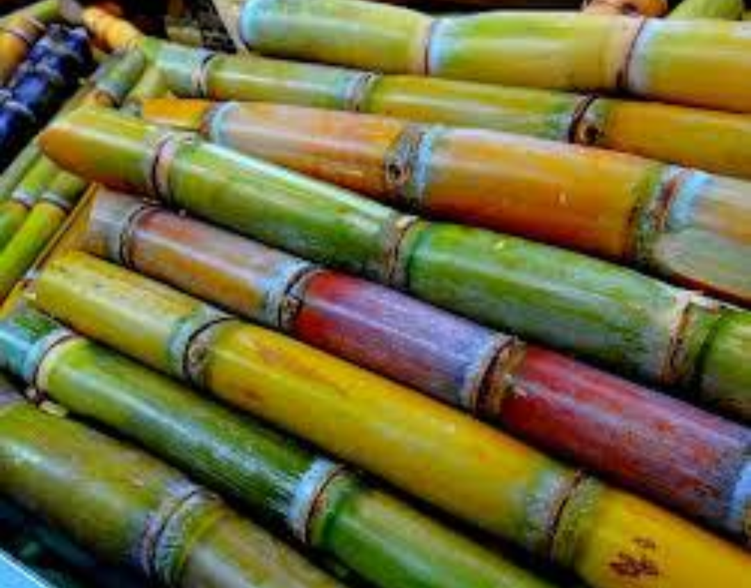Suger cane