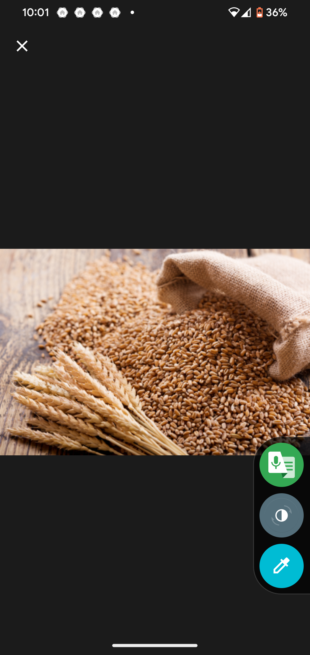 Wheat (Ingano)
      500g