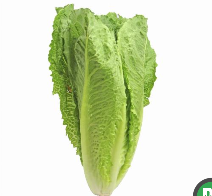 Romain lettuce (pc)