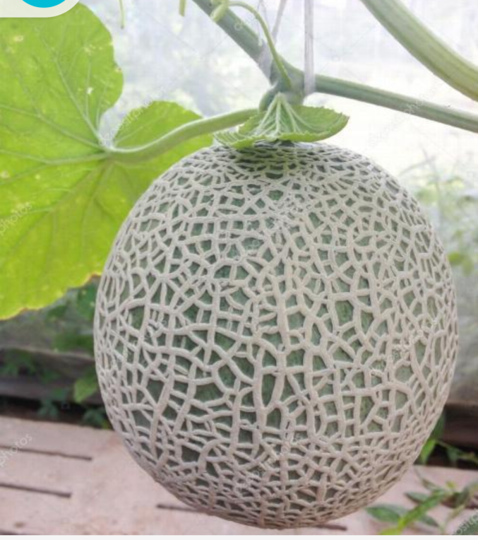 Sweet melone 1kg