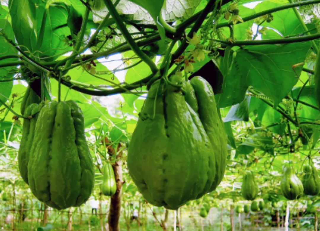 Chayote 1pcs