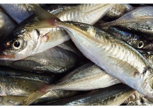 Captain fish fillet 1kg