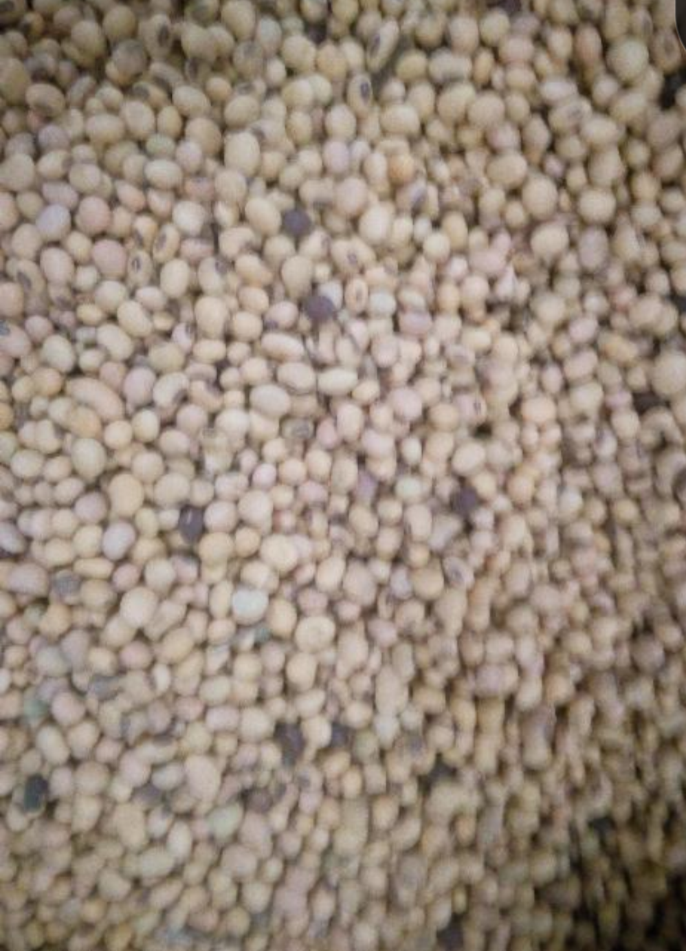Soja Dry 1kg