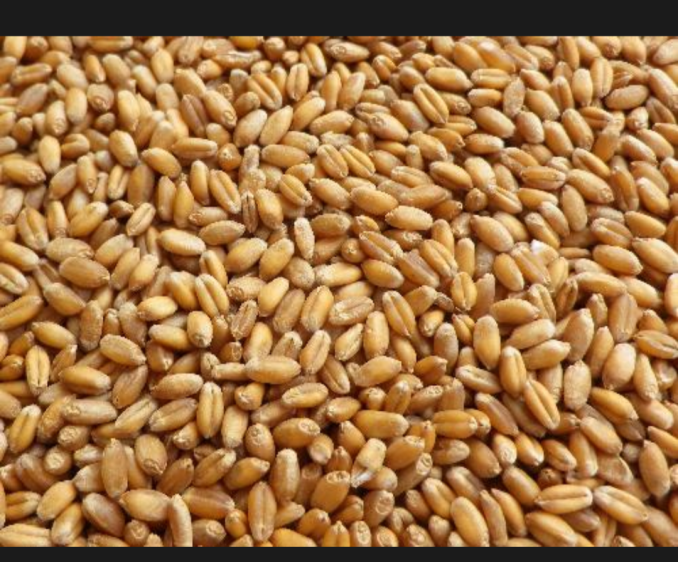 Wheat seeds 1kg