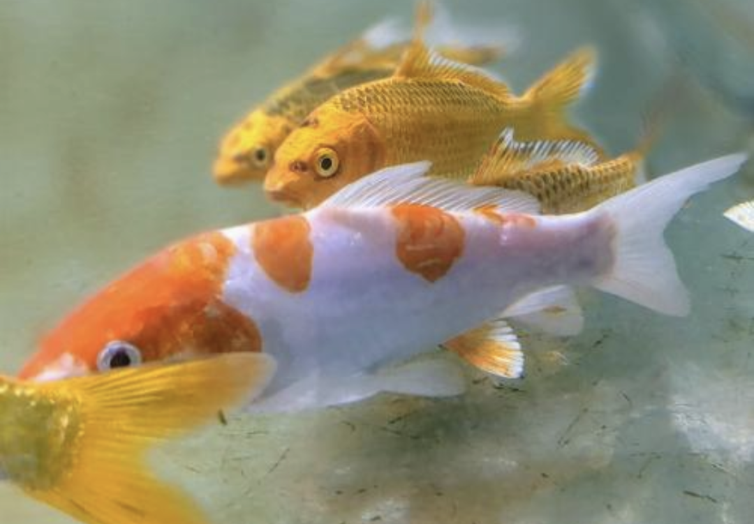 Koi fish Sea 2 city
