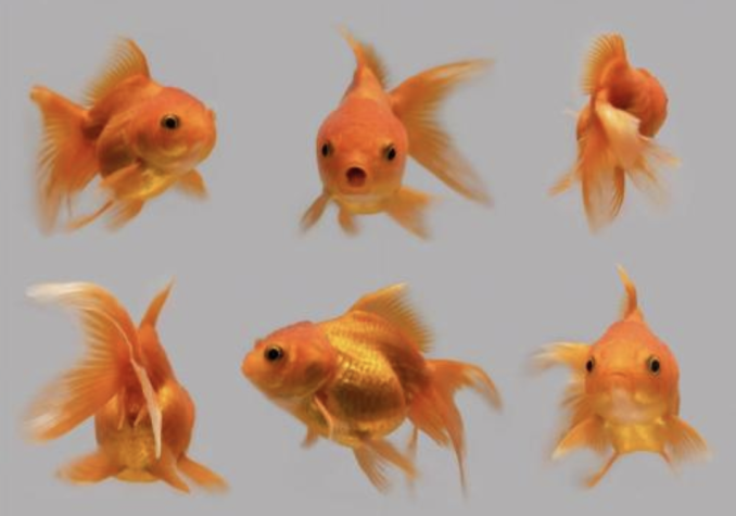 Gold fish