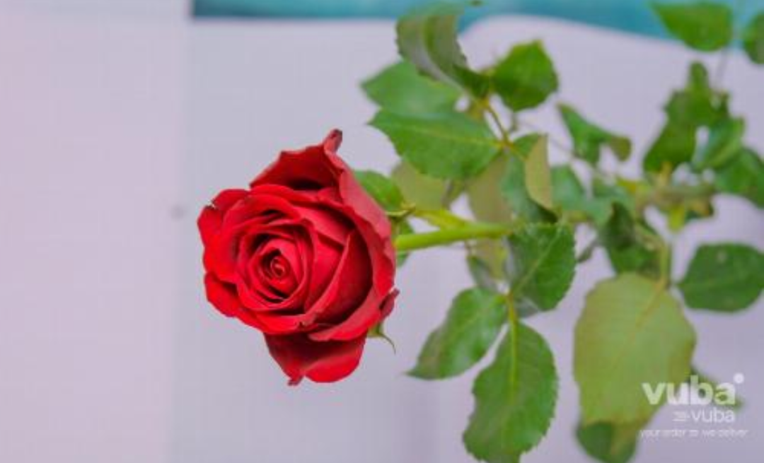 Single Roses