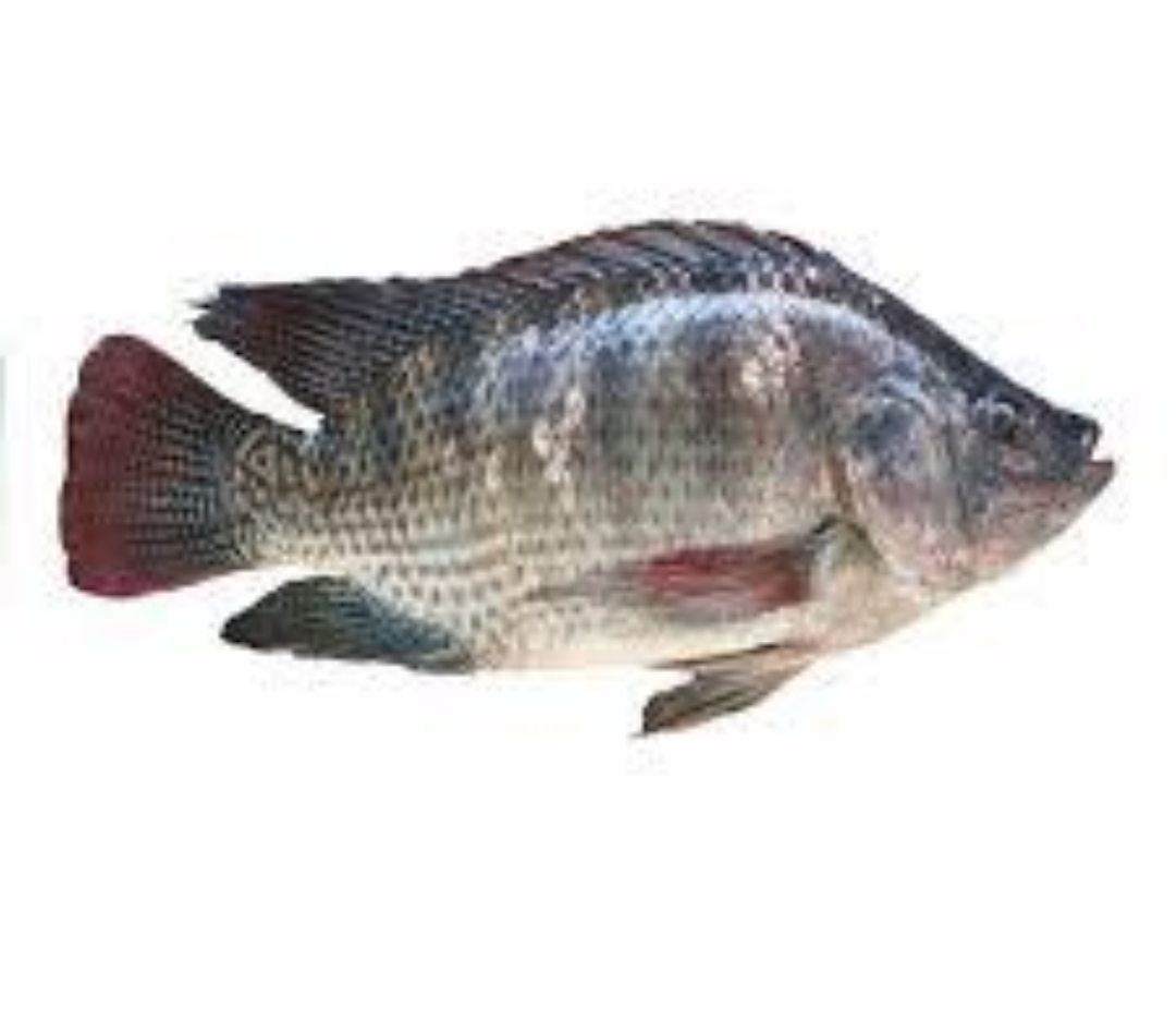 Fish frozen tilapia 1.5kg Tilapia