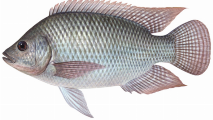 Fish frozen tilapia 1.3kg Tilapia