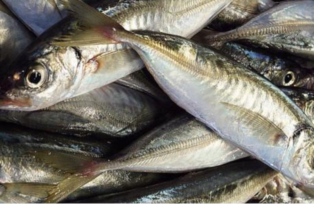 Thompson fish 1kg