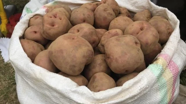 Fresh Kinigi Potatoes