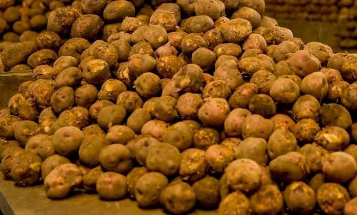 Fresh Kinigi Potatoes